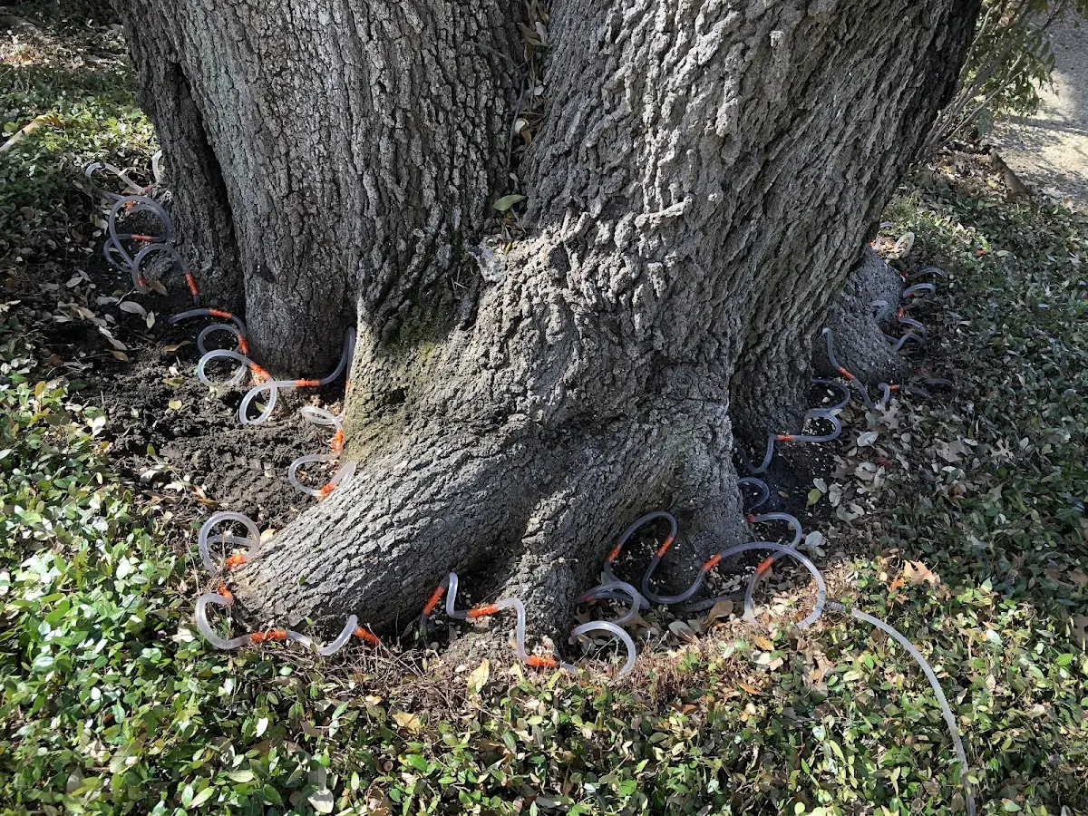 Detailed Tree Cabling and Bracing job site in Weatherly
