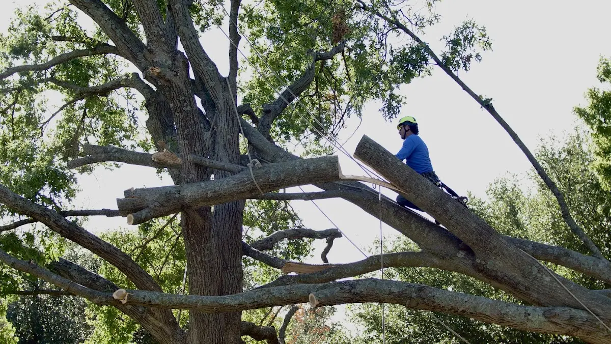 Professional Crown Thinning performed by certified arborists in Weatherly