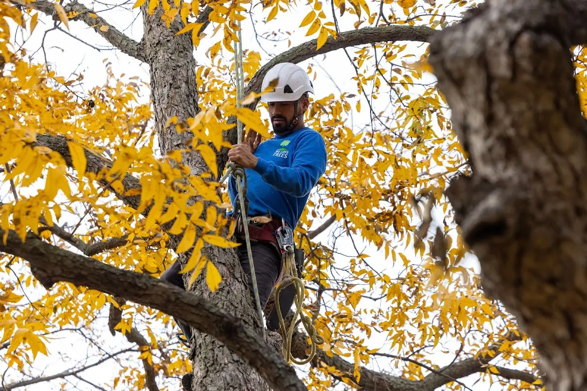 Skilled Tree Transplanting crew working in Weatherly